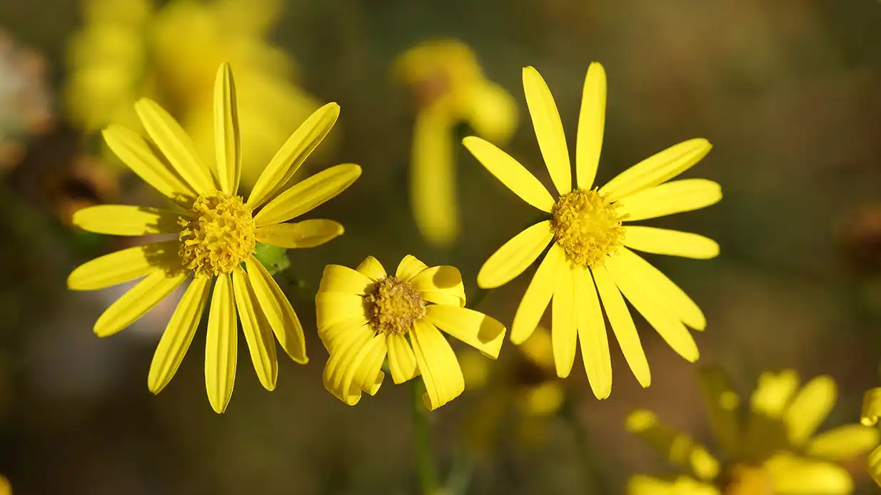 Espèce exotique envahissante Senecio inaequidens Séneçon du cap