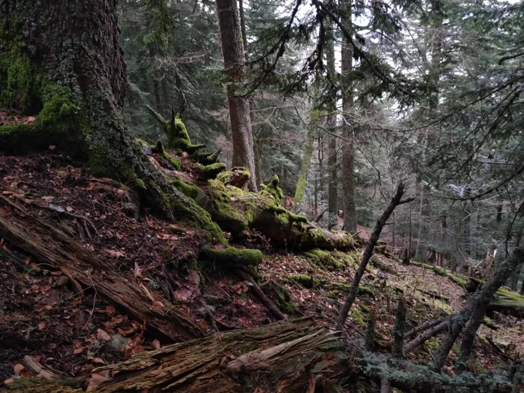 Exposition Sylvae "De sève et d'écorce"