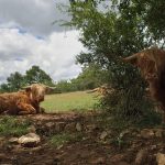 Highland_Lac de Lorlanges pâturage