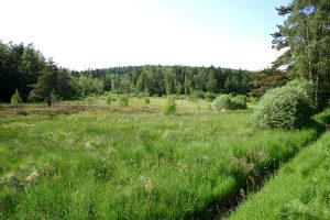 Lieutades_Tourbiere_Vergnes_Mazes_CENAuvergne