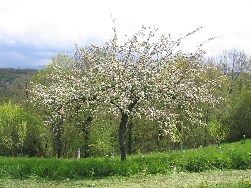 verger arbre en fleur