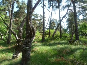 Bois de la Valette.jpg