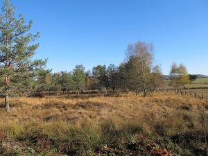 Marais_Glegues_Gelles_VL_7nov2012 (1).jpg