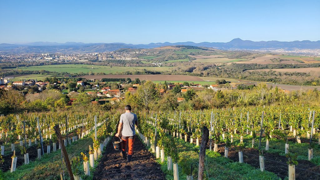 PuydeMur_Semi de vigne
