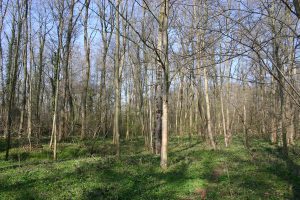 Site-CEN-Val de morge-Artonne_RL.jpg