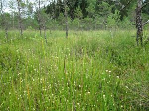 Site-CEN-tourbiere Vergne des ouls2_cantal-JT