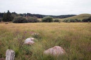 Site-CEN-tourbiere de La-Rodde_cantal-JT.jpg