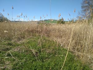 Vernede_Roseliere_VL (11).jpg