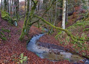 gorges du Chavanon_15 novembre 2014_(017).jpg