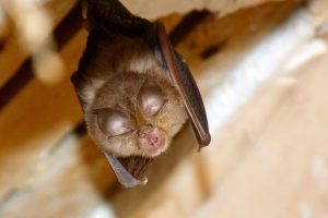 petit rhinolophe_Fabien Egal (6).jpg
