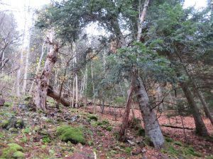 Bois de Chamaliere_CEN Auvergne.jpg