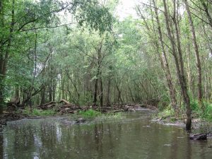 Forêt_alluviale_Vergongheon.jpg