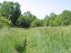 Foret_du_Moulin_CEPA_TS_09.JPG