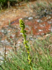Leyvaux_sources des trois sauts.jpg