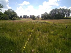 Marais du Moulin de Luc.jpg