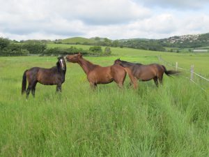 bavoisine_paturage_chevaux_cenauv_sc (1).JPG