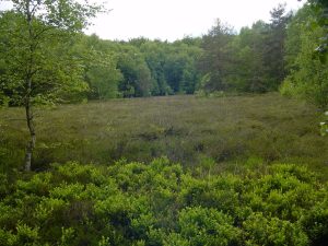 bois d'apchon.jpg