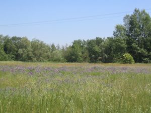 la Jolivette_prairie4_CEPA_CD.JPG