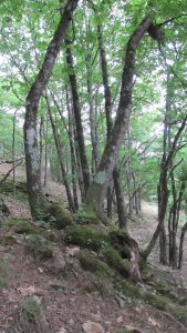 Taillis et grosse souche sud-ouest.JPG