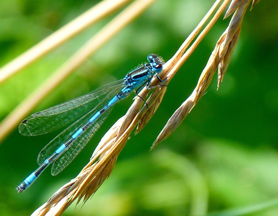https://www.cen-auvergne.fr/wp-content/uploads/2026/04/Coenagrion_mercuriale_CEN_Fabien-Egal.jpg