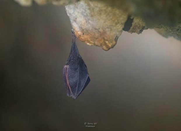 2023-01-20 rhinolophes Bernard Rubod