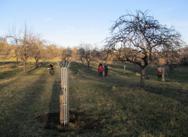 Charentus_Coubon_Verger_OP_03_02_2024