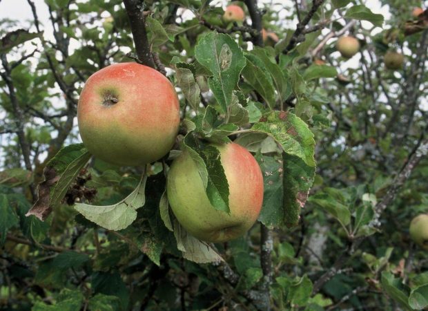Vergers des Gorges de la Loire