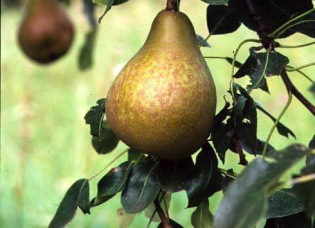 meralionne-poire